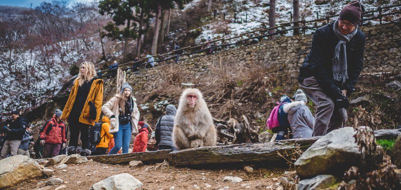 Japan Trip 5.0 - Snow Monkey Park